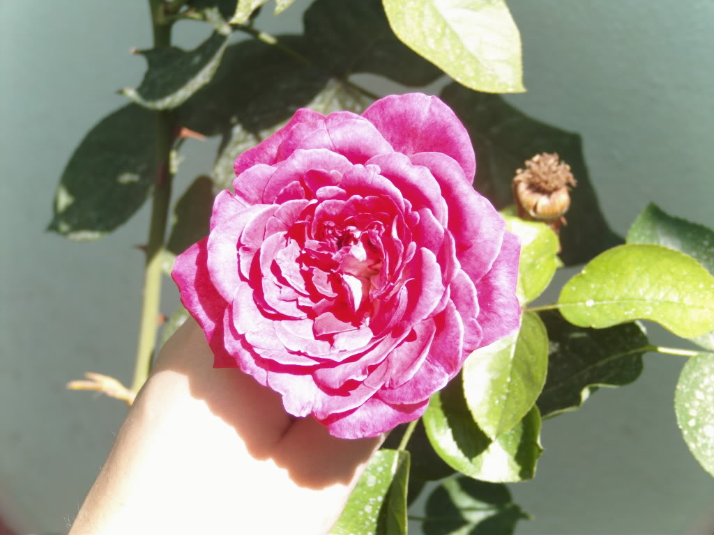 rosafucsiatoldocarmen2.jpg
