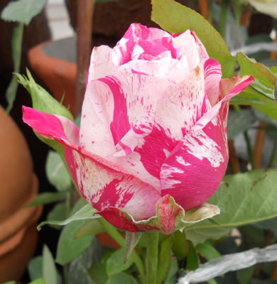 Rosahibrida.jpg