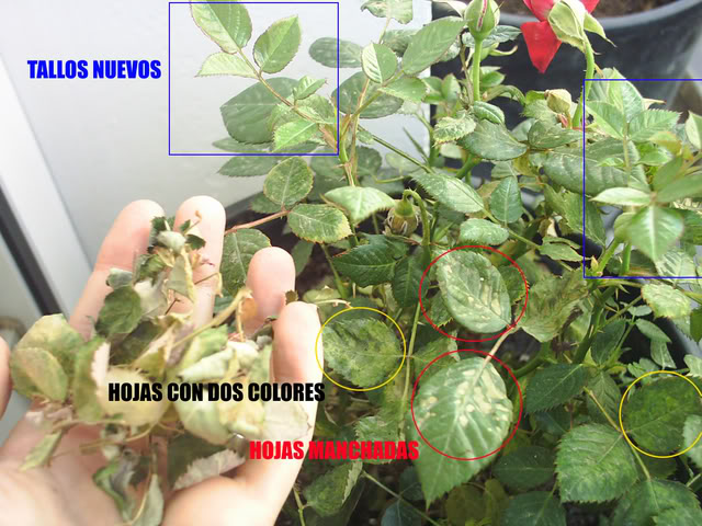 ROSAL-1.jpg