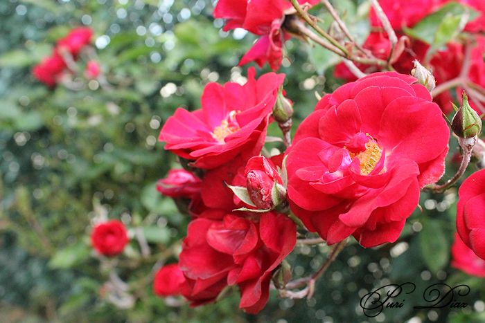 rosal+16+mayo+2012+canon+eos+1100d.JPG