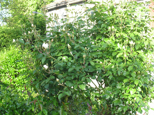Rosal%20blanco%20%20general.jpg