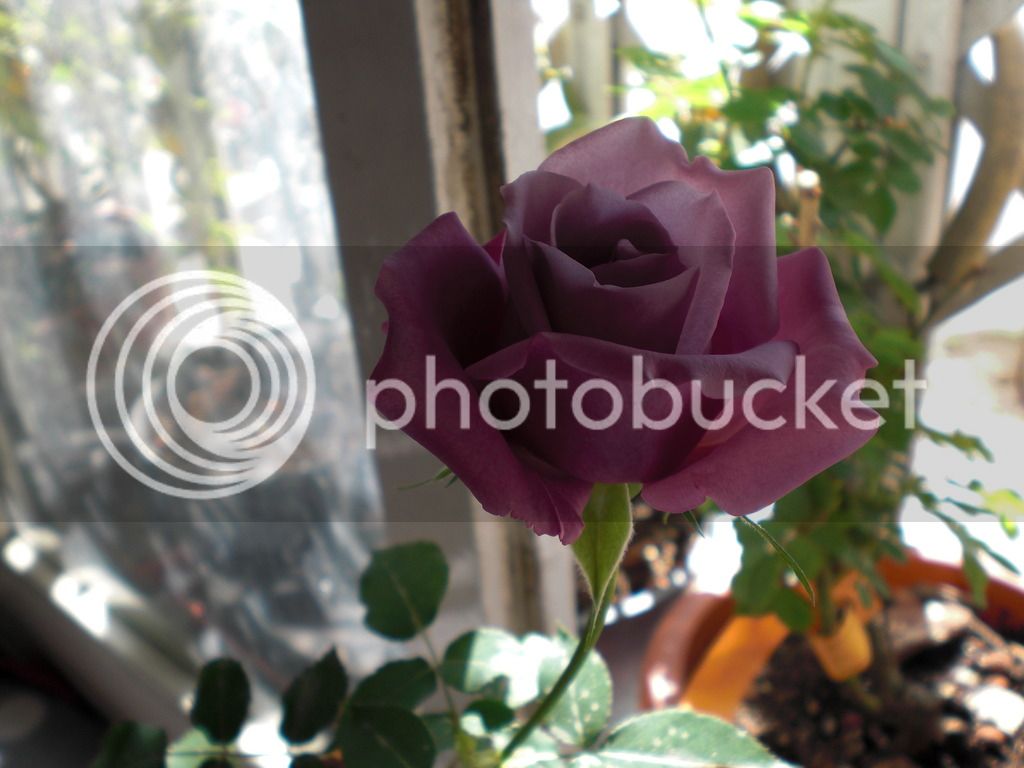 Rosal%20Sissi1%2008-03-2017_zpsj0ntcmpi.jpg