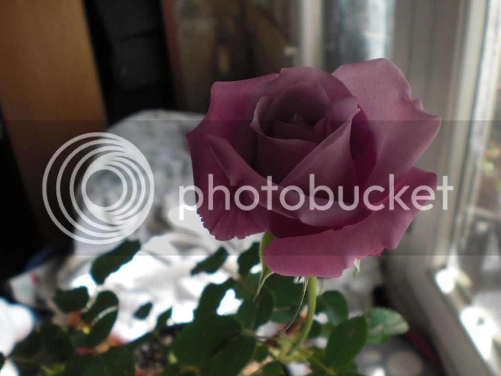 Rosal%20Sissi2%2008-03-2017_zpsmpxv6trv.jpg