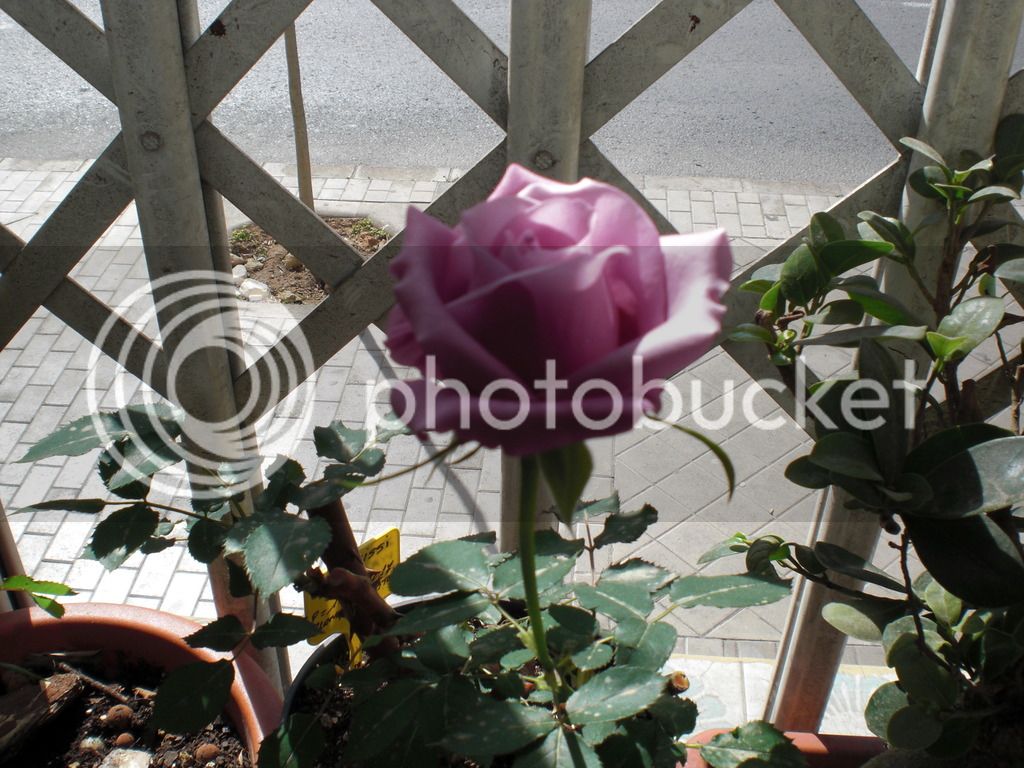 Rosal%20Sissi3%2008-03-2017_zpsouhdgz8g.jpg