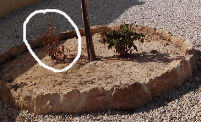 rosal%2Bmuerto.jpg