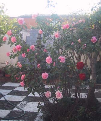 Rosal%7E1.jpg