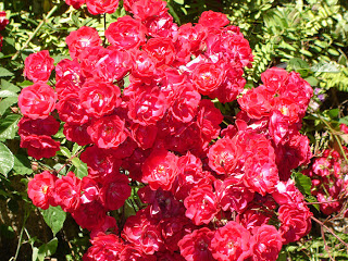 ROSAL+DE+FLOR+PEQUE%25C3%2591A.JPG
