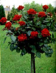 rosal-en-arbolito-bola_Pop.jpg