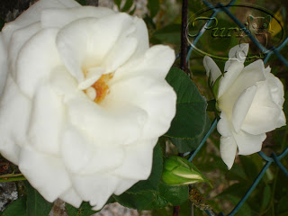 ROSAL+EN+FLOR+MAYO+DEL+2006+2.JPG