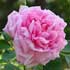rosal-hibrido-perpetuo.jpg