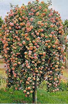 Rosal-lloron-Pop.jpg