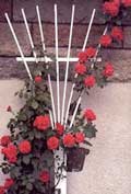 rosal-trepador.jpg