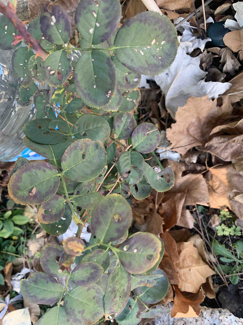 rosal01.jpg