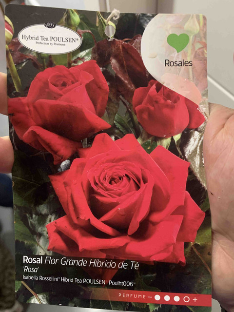 rosal02.jpg