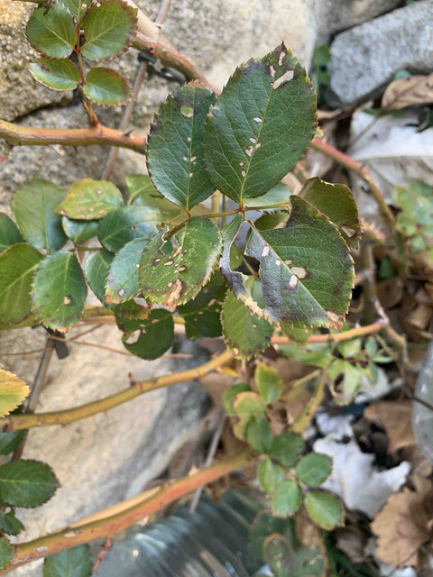 rosal02.jpg
