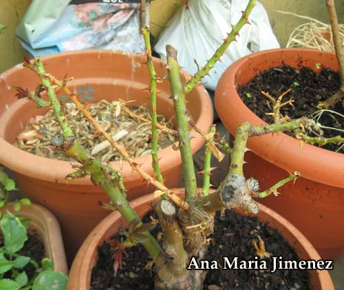 Rosal13.jpg