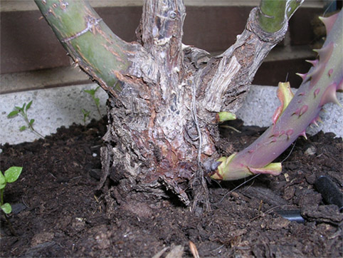 rosal1_copia.jpg