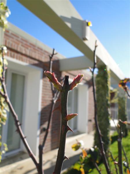 rosal2.JPG
