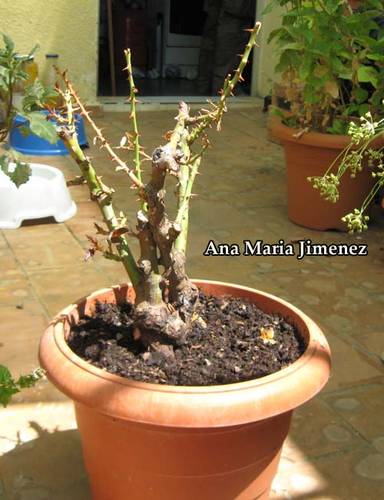 Rosal21.jpg