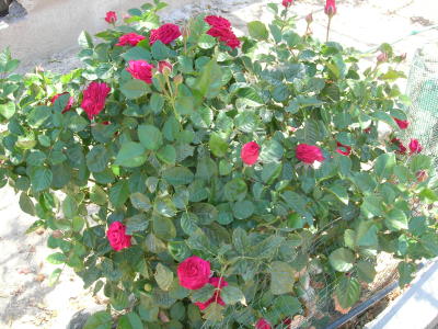 rosal_compos-inf.JPG