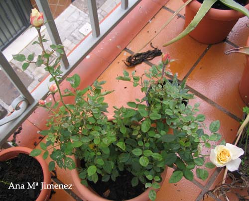 Rosal_Kordana1_2008_01_01.jpg