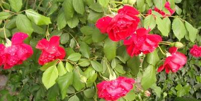 rosal_red.jpg