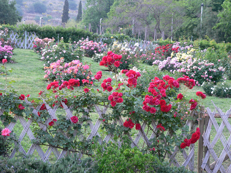 rosaleda-parque-de-cervantes.jpg
