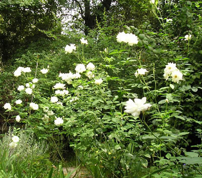 rosaledaIcebergficha.jpg