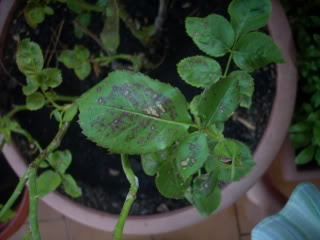 rosalenfermo1.jpg