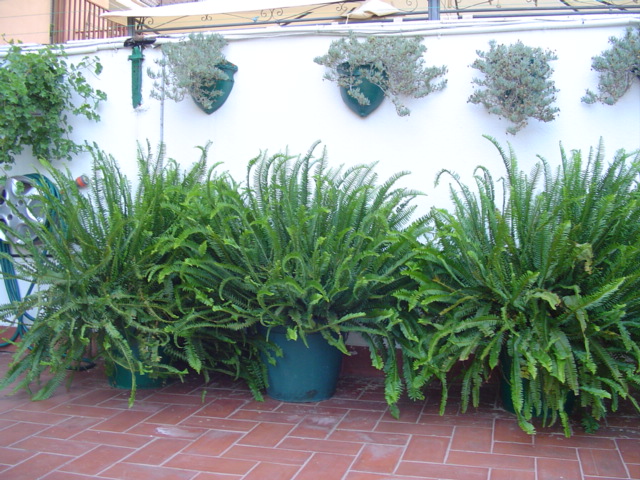 rosales%20enfermos%20012.jpg