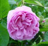 rosales-centifolia.jpg