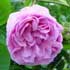 rosales-centifolia.jpg