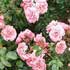 rosales-floribunda.jpg