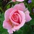 rosales-grandiflora.jpg