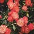 rosales-polyantha.jpg