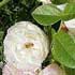 rosales-sempervirens.jpg
