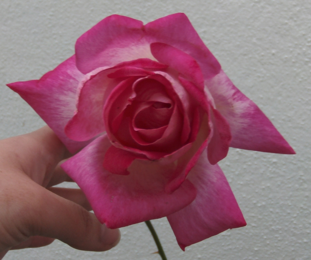 rosalfucsiaabriendo2.jpg