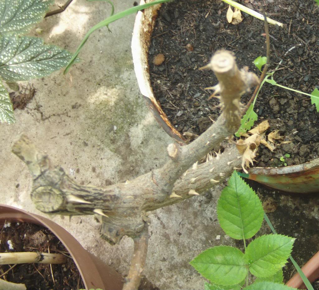 rosalrojoabuelo4_zps683335fe.jpg