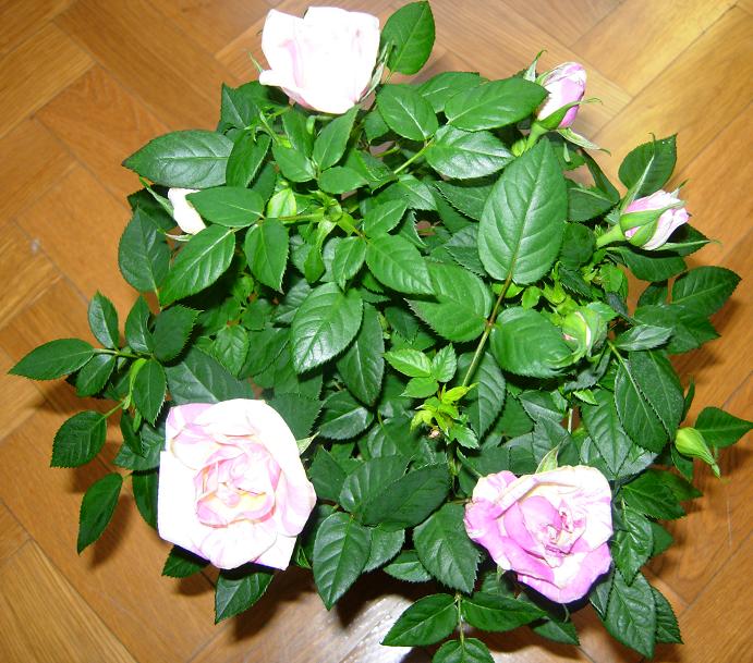 RosalRosaBlanc01.JPG
