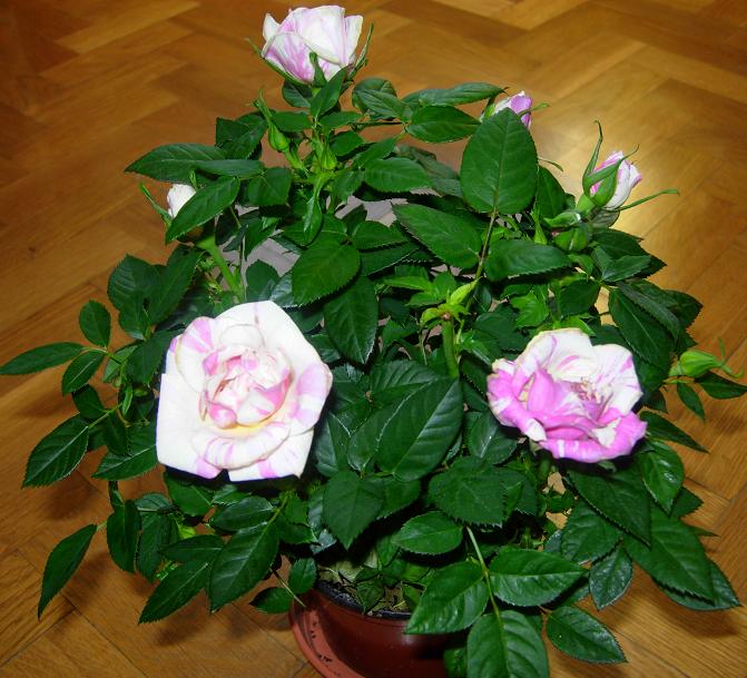RosalRosaBlanc02.JPG