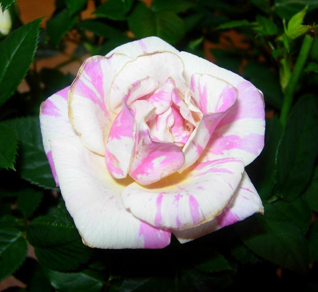 RosalRosaBlanc03.JPG