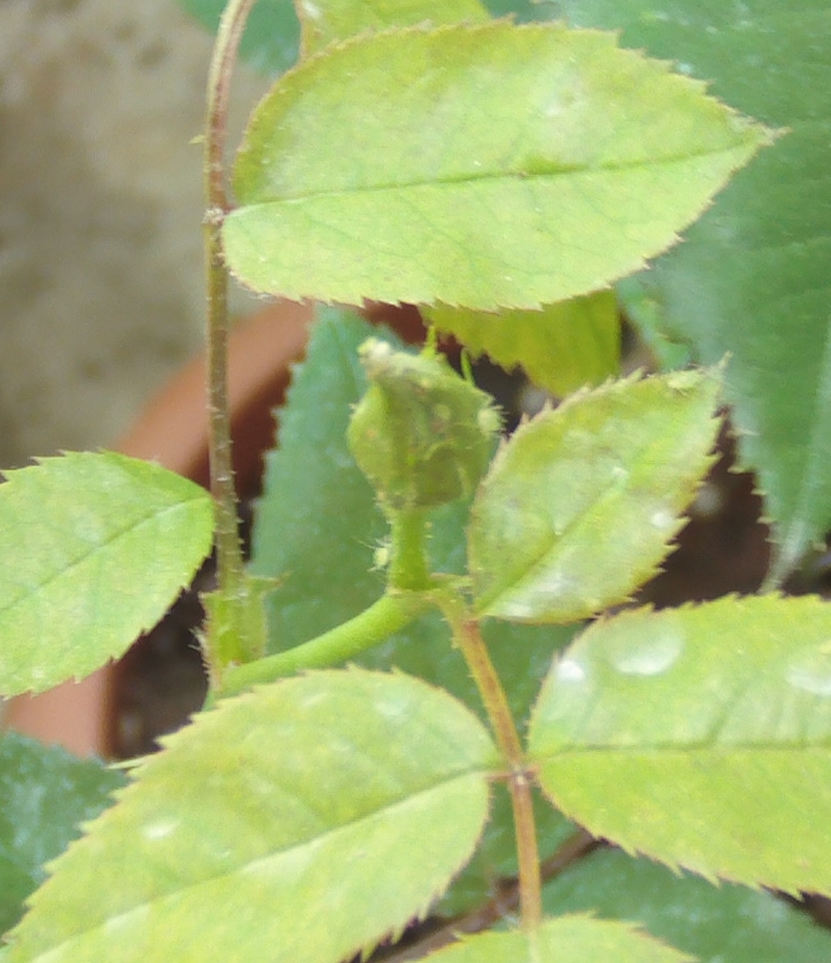 rosalsemillahojasamarillas4_zps71c32840.jpg