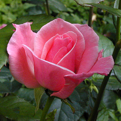 rosaqueene1.jpg