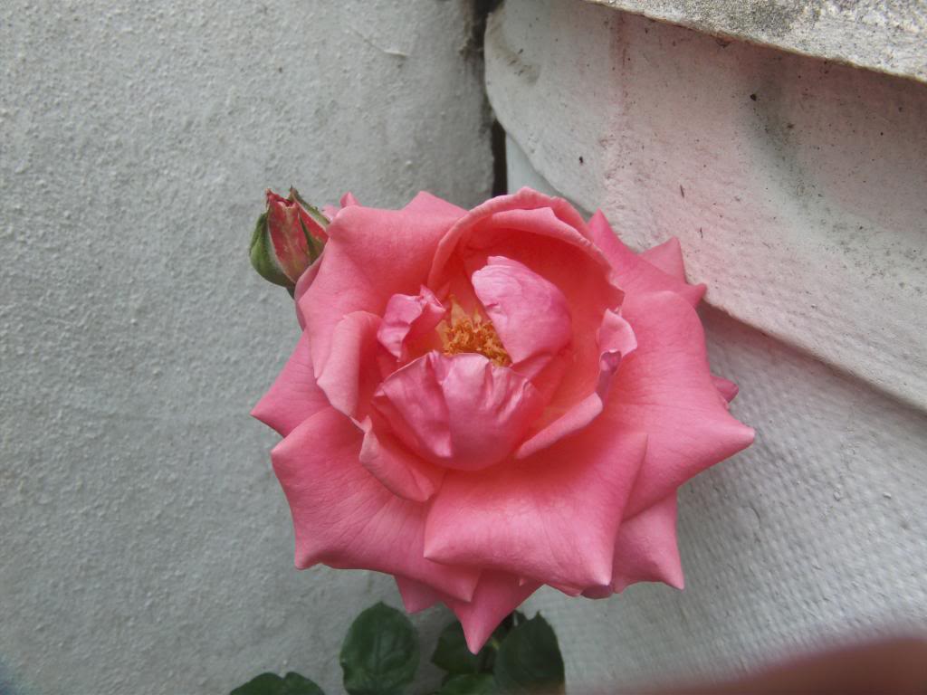 RosaReinaElizabeth3_zps996cbdbd.jpg
