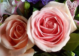 rosas.01.jpg