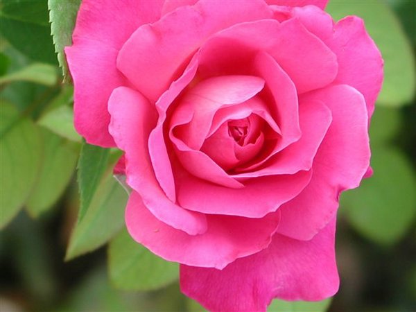 rosas%20(01).jpg