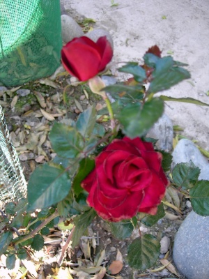 rosas%20dic-05.JPG