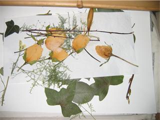 rosas%20f.jpg