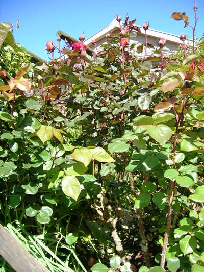 rosas%20los%20dominicos%20008.jpg