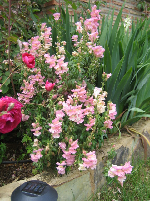 rosas%7E1.JPG